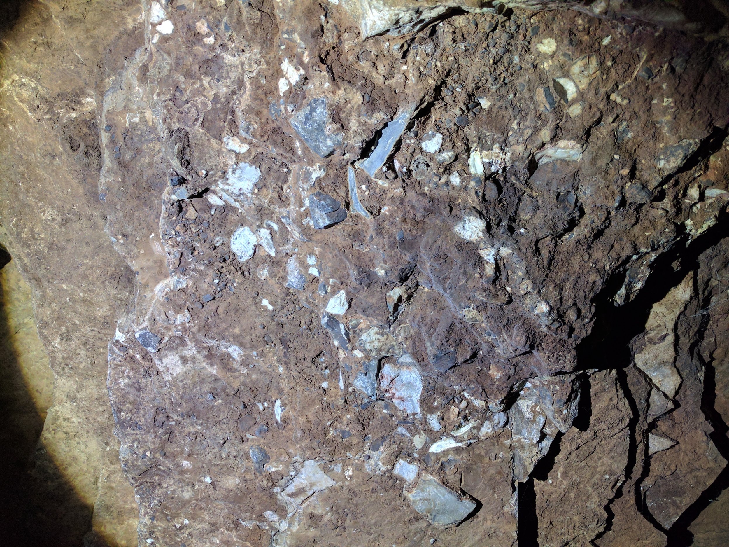Lots of fossils in the rocks