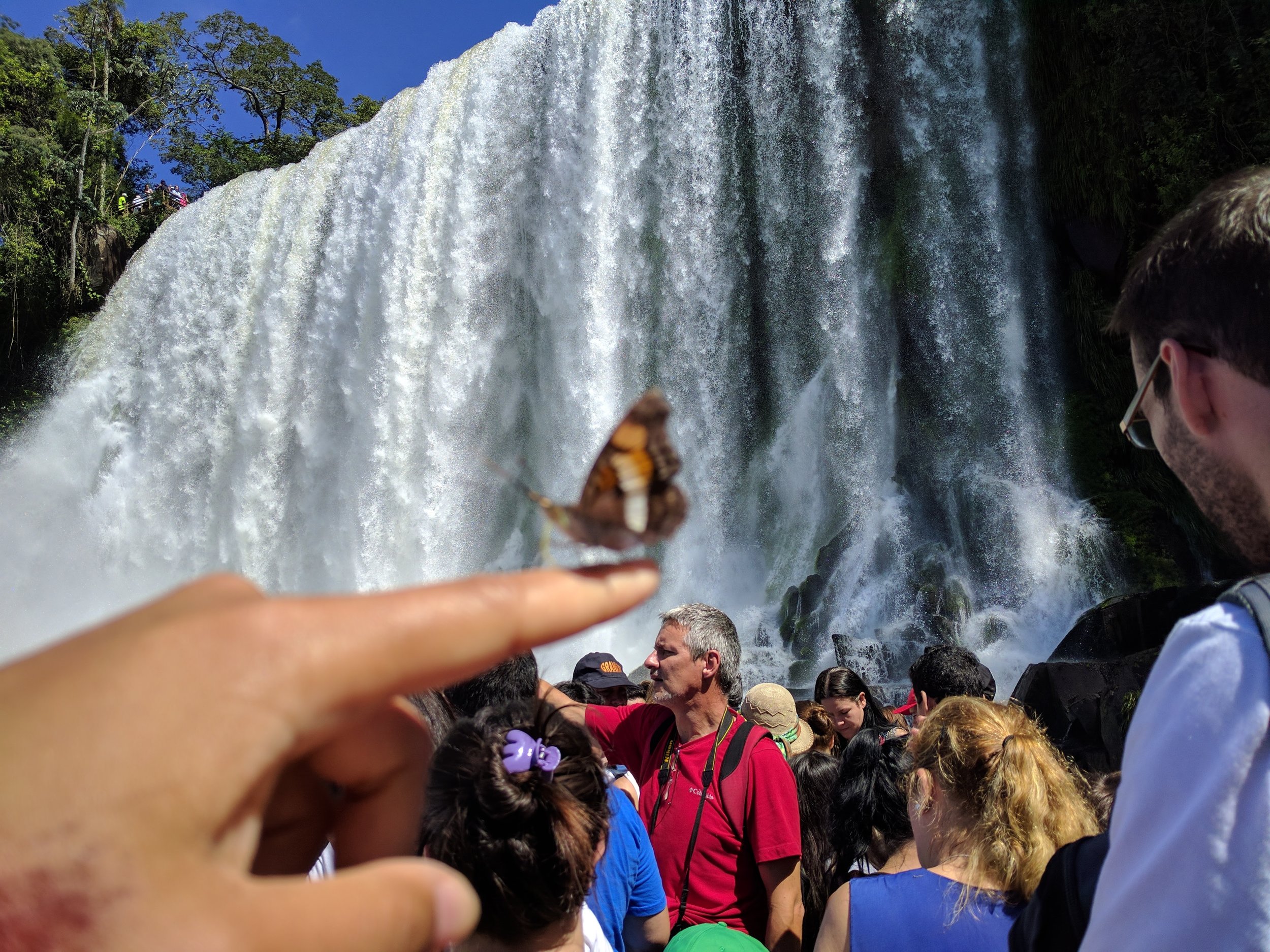 Hi butterfly