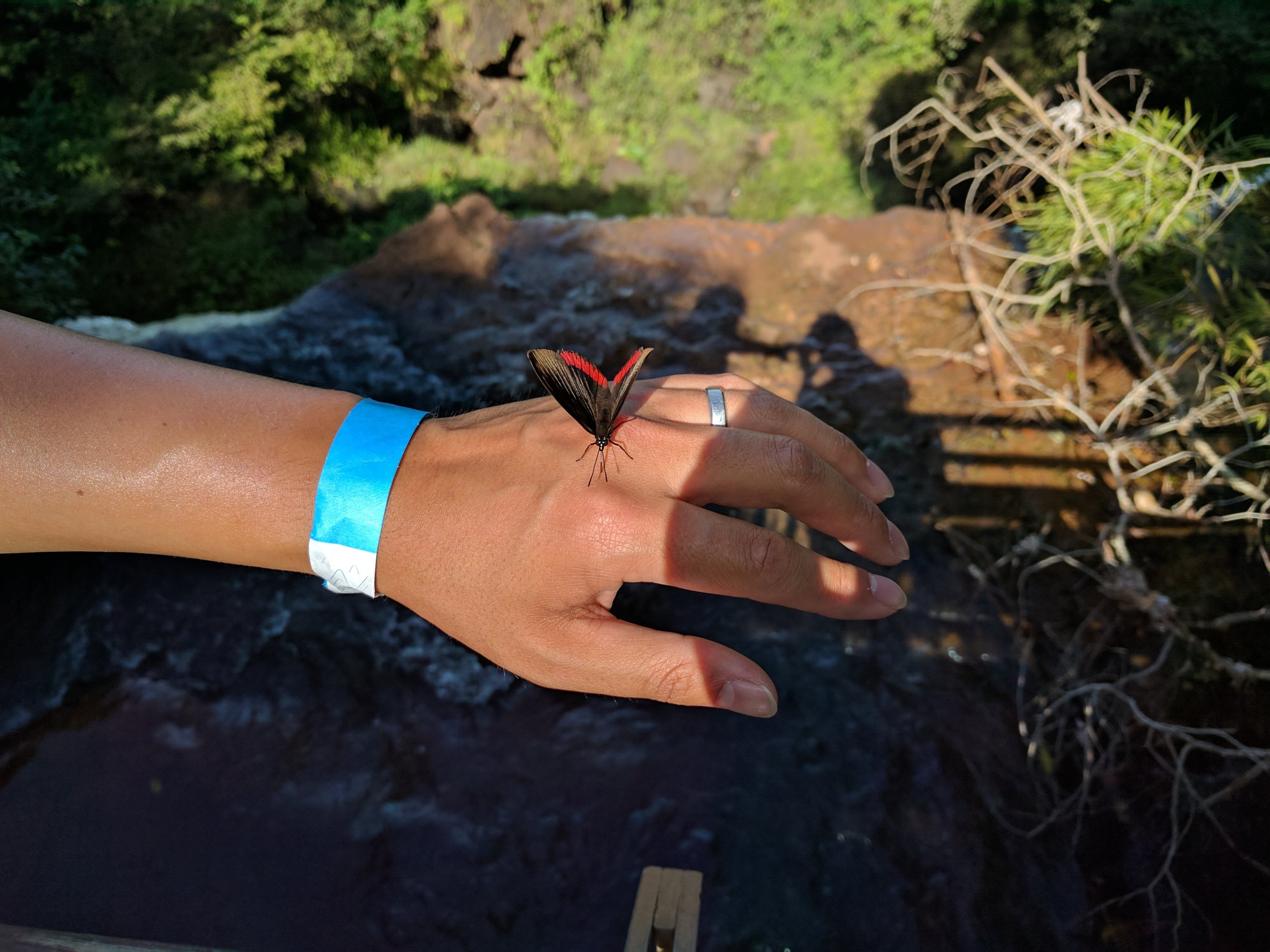 Hi butterfly again