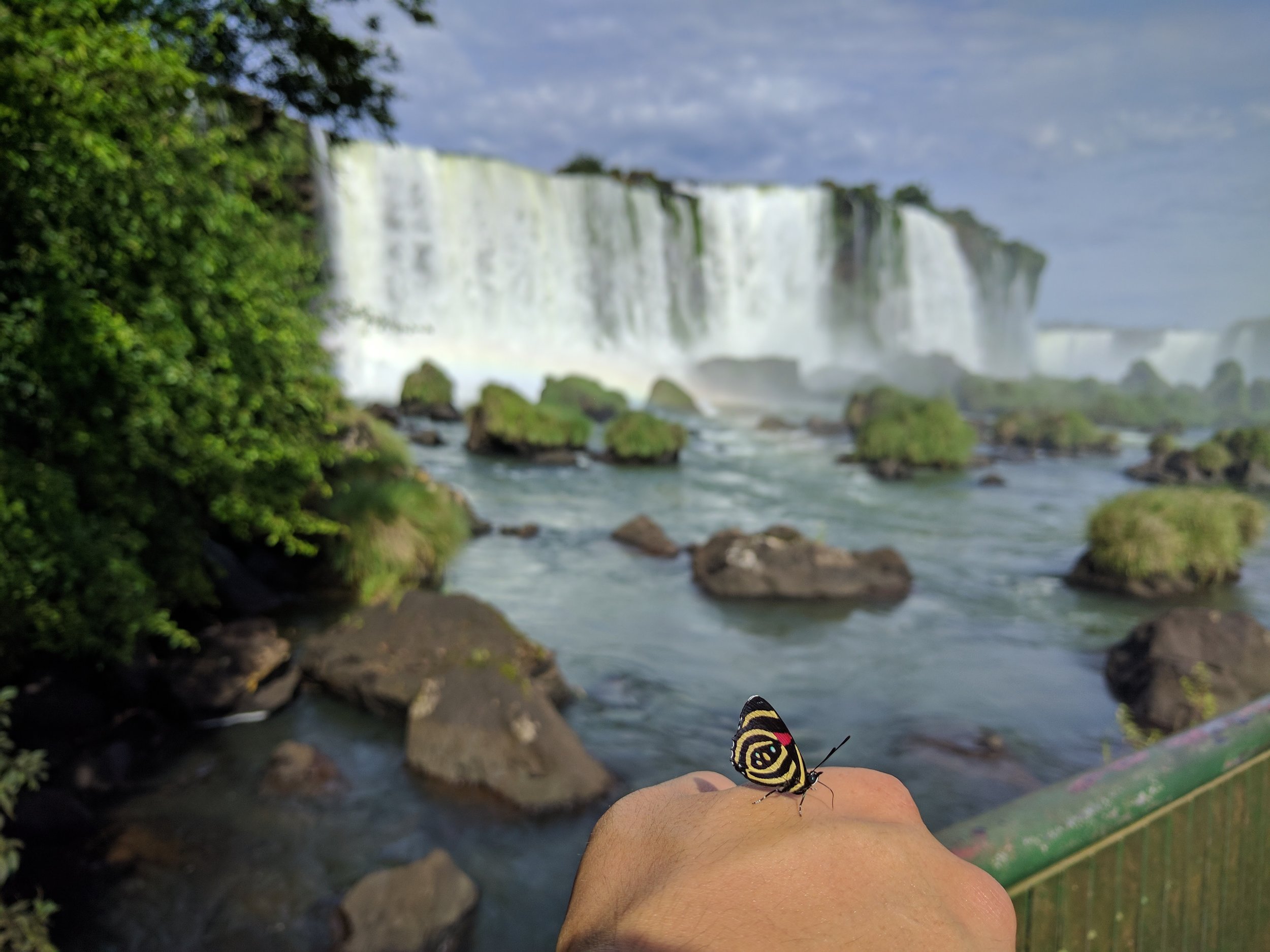 Hi butterfly again again